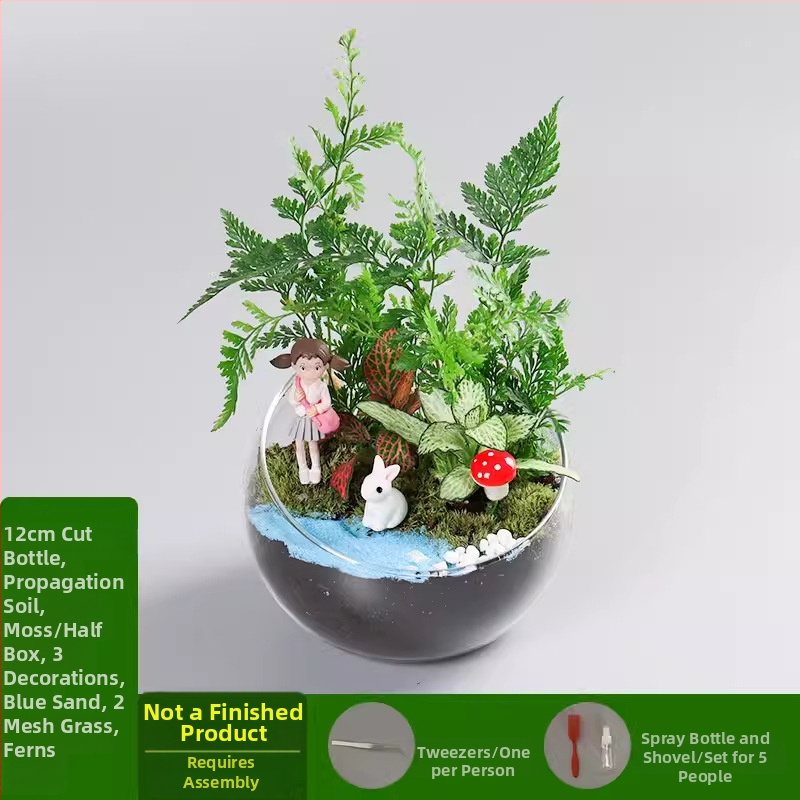 DIY komplekts mikro ainavai ar sūnu un sukulentiem — augstas kvalitātes borosilikāta stikla lode, Xuanyi zīmols, kartona iepakojums, displeja veids: novietošana, navimportēts