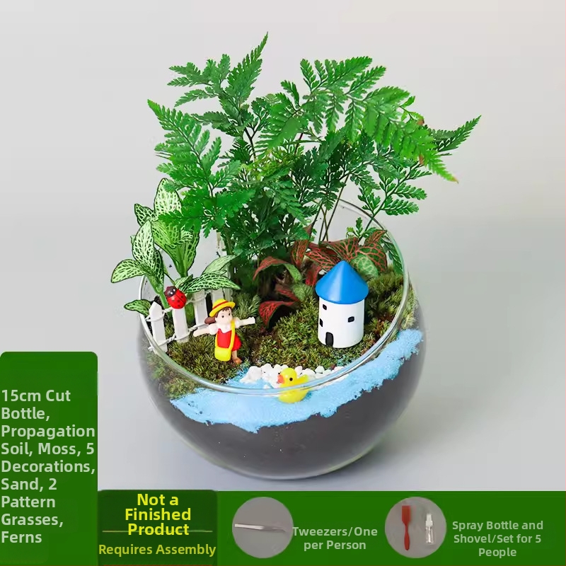 DIY komplekts mikro ainavai ar sūnu un sukulentiem — augstas kvalitātes borosilikāta stikla lode, Xuanyi zīmols, kartona iepakojums, displeja veids: novietošana, navimportēts