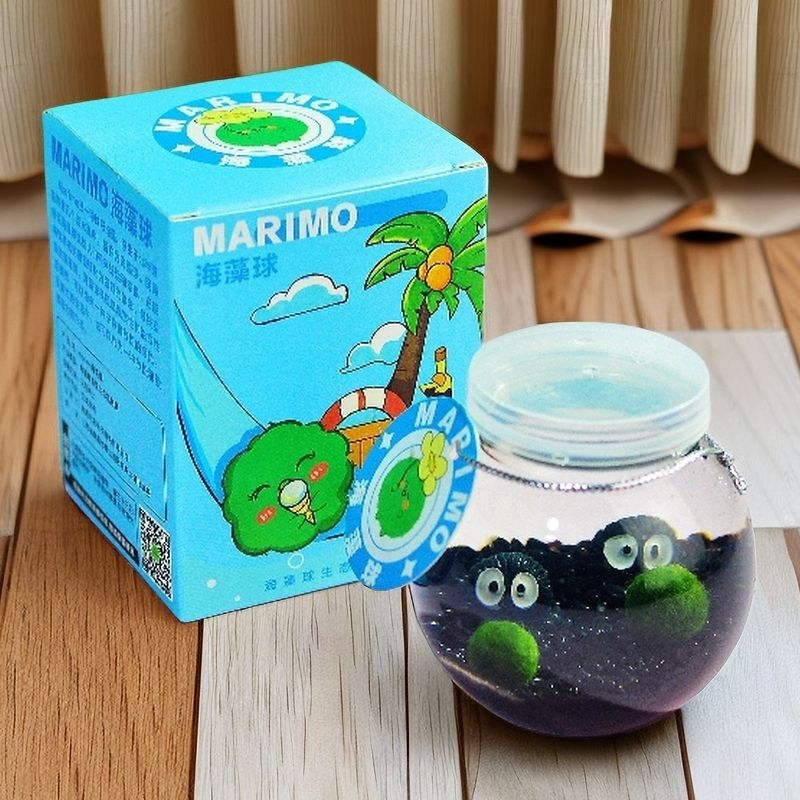 Marimo sūnas bumba – darbvirsmas ekosistēmas komplekts mikropeizažā stikla pudelē, hidroponisks augs; plastmasa materiāls; karikatūras forma; pielāgojams; dāvanu iepakojums iekļauts