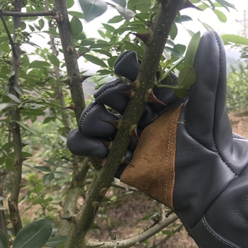 Kožne rukavice protiv uboda za vrtlarstvo i rezanje; Materijal: goveda koža; Značka: Other; Namjena: Vrtlarenje
