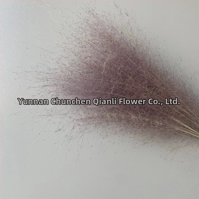 Žāvētu ziedu pušķis, Pink dai šķirne, Chen chen qianli ziedi (Zīmols: Chen chen qianli ziedi; Materiāls: Žāvēti ziedi; Veids: Pink dai; Dāvana: Nē)