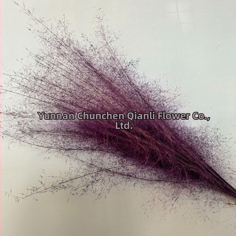 Žāvētu ziedu pušķis, Pink dai šķirne, Chen chen qianli ziedi (Zīmols: Chen chen qianli ziedi; Materiāls: Žāvēti ziedi; Veids: Pink dai; Dāvana: Nē)