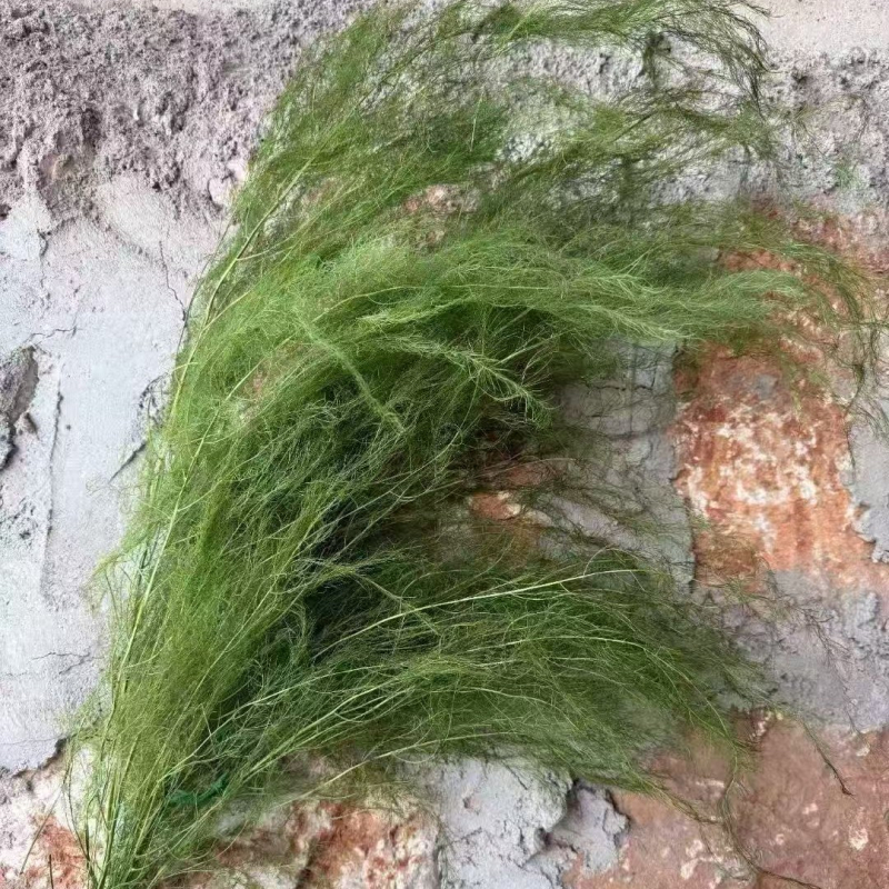 Dragon Beard Grass Eternal Flowers - Žāvēti un saglabāti ziedi, Amats: Cits, Zīmols: Flowers are sweet, Importēts: Nē