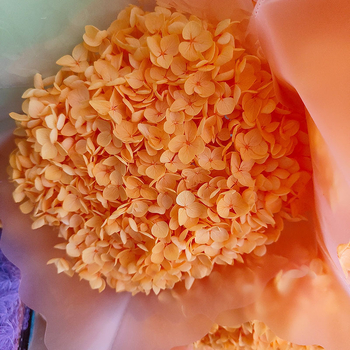 Anna hortenzia szárított virágok – egy darabos csomagolás, márka Qiyang, nem importált, csokorhoz