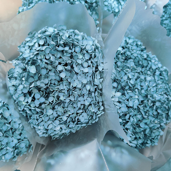 Anna hortenzia szárított virágok – egy darabos csomagolás, márka Qiyang, nem importált, csokorhoz