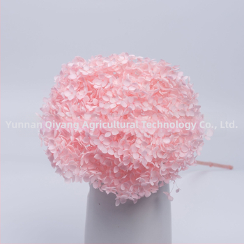 Anna hortensia kuivatatud lilled – ühe varrega pakend, kaubamärk Qiyang, mitte imporditud, buketile