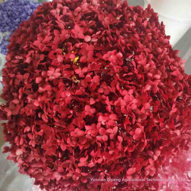 Anna hortensia kuivatatud lilled – ühe varrega pakend, kaubamärk Qiyang, mitte imporditud, buketile