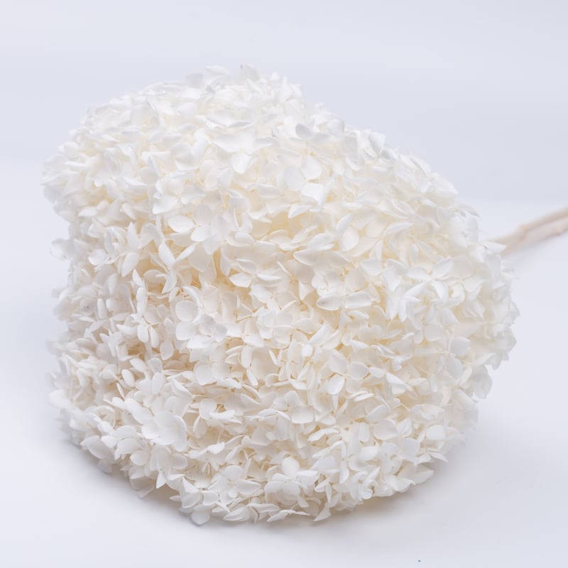 Anna hortenzia szárított virágok – egy darabos csomagolás, márka Qiyang, nem importált, csokorhoz