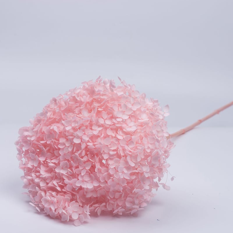 Anna hortenzia szárított virágok – egy darabos csomagolás, márka Qiyang, nem importált, csokorhoz