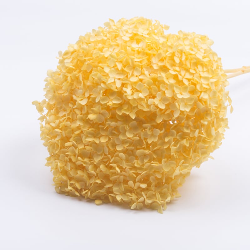 Anna hortenzia szárított virágok – egy darabos csomagolás, márka Qiyang, nem importált, csokorhoz