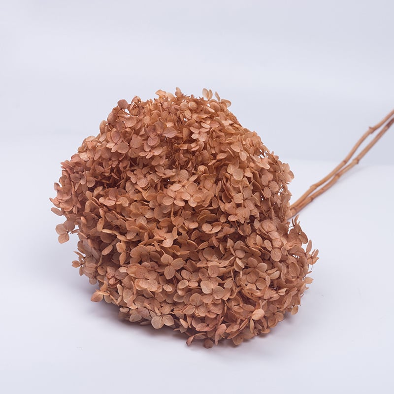 Anna hortenzia szárított virágok – egy darabos csomagolás, márka Qiyang, nem importált, csokorhoz