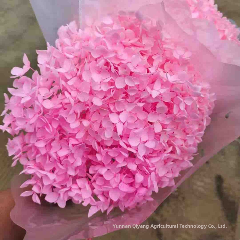 Anna hortensia kuivatatud lilled – ühe varrega pakend, kaubamärk Qiyang, mitte imporditud, buketile