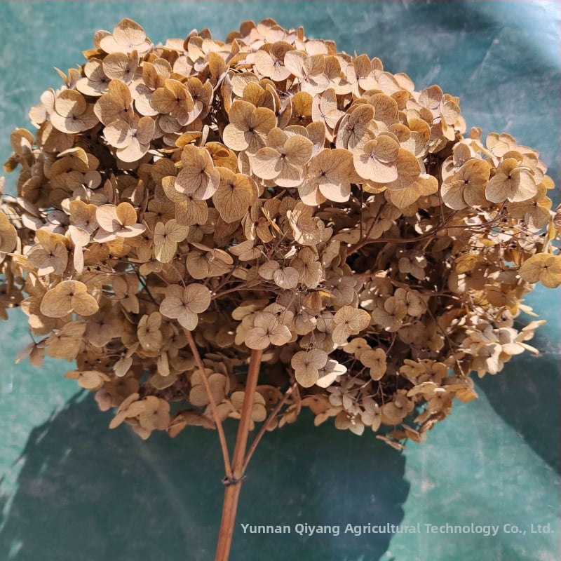 Anna hortensia kuivatatud lilled – ühe varrega pakend, kaubamärk Qiyang, mitte imporditud, buketile