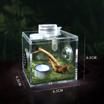 Bambusszal borított, nagy átlátszóságú imádkozó sáskaláda éneklő rovarokkal, szaporodóládával, ökopókokkal, sárga fátyolkákkal, ugrópókokkal, amerikai pókokkal, tücskökkel és mászó tücskökkel.