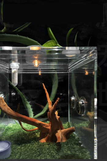 Bambusszal borított, nagy átlátszóságú imádkozó sáskaláda éneklő rovarokkal, szaporodóládával, ökopókokkal, sárga fátyolkákkal, ugrópókokkal, amerikai pókokkal, tücskökkel és mászó tücskökkel.