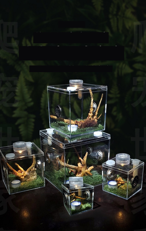 Bambusszal borított, nagy átlátszóságú imádkozó sáskaláda éneklő rovarokkal, szaporodóládával, ökopókokkal, sárga fátyolkákkal, ugrópókokkal, amerikai pókokkal, tücskökkel és mászó tücskökkel.