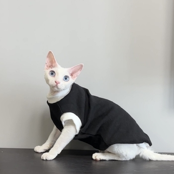 Devon szfinx kisállatruhák, fekete-fehér bordázott alap színblokkolással, Abby leopárdmacska, Hachiman, egyszerű kétlábú jelmez