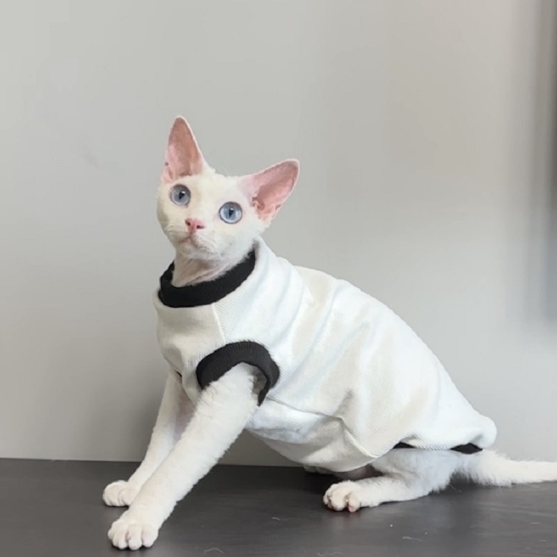 Devon szfinx kisállatruhák, fekete-fehér bordázott alap színblokkolással, Abby leopárdmacska, Hachiman, egyszerű kétlábú jelmez
