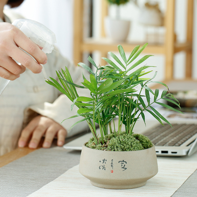 Retro kerámia virágtartó succulensekhez és money planthez, asztali hidroponikus dekoráció