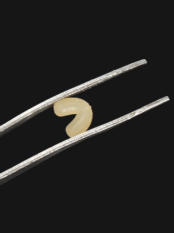 Galvenās makšķerēšanas līnijas komplektam piederumi - olīve formas space bean, augstas kvalitātes gumija