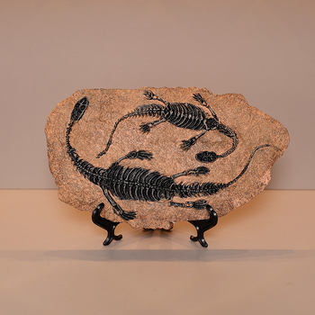 Скулптура от смола динозавър фосил – Тиранозавър Рекс, модерен арт декор, готов за подарък за рожден ден или завършване