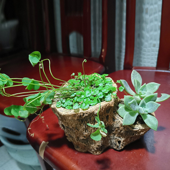 Fa mintázatú beton virágcserép fa imitációval, retro pásztor stilus, gyártva fordított formával (Típus: virágcserép; Anyag: beton; Stílus: retro pásztor; Gyártási mód: fordított forma)