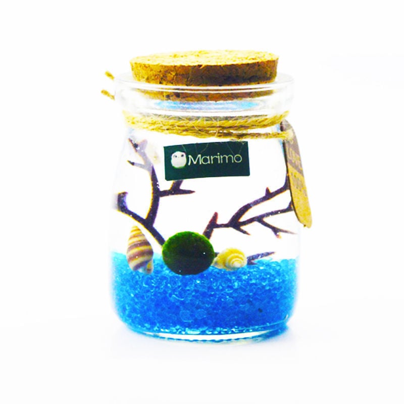 Хидропонен микро ландшафт в екологична бутилка с водораслова топка — магнитен материал, модерен минималистичен стил, възможност за печат на лого, подарък готов