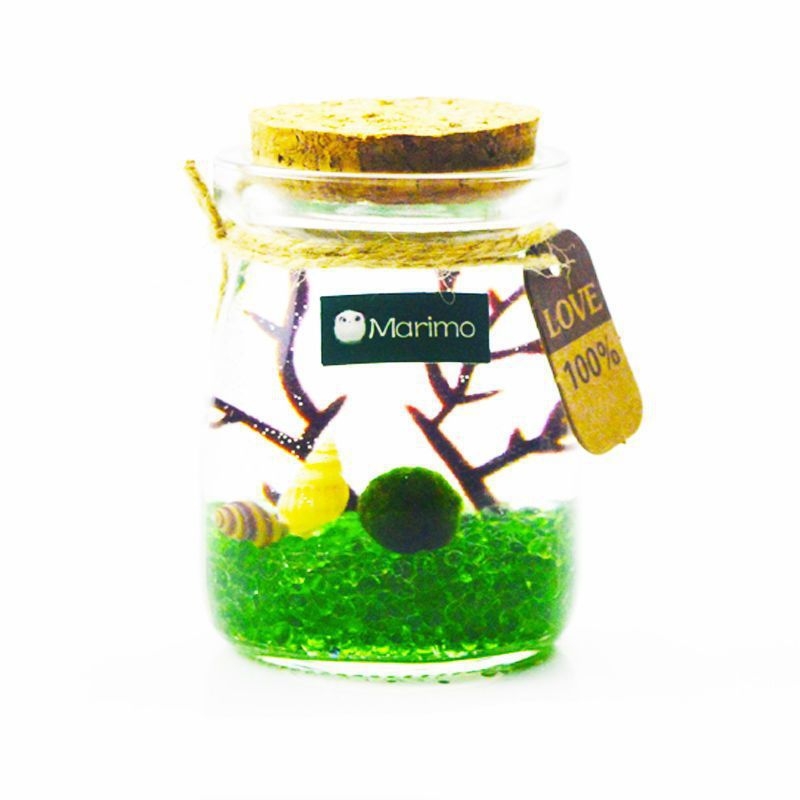 Хидропонен микро ландшафт в екологична бутилка с водораслова топка — магнитен материал, модерен минималистичен стил, възможност за печат на лого, подарък готов