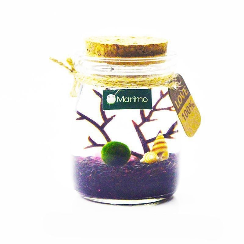 Хидропонен микро ландшафт в екологична бутилка с водораслова топка — магнитен материал, модерен минималистичен стил, възможност за печат на лого, подарък готов