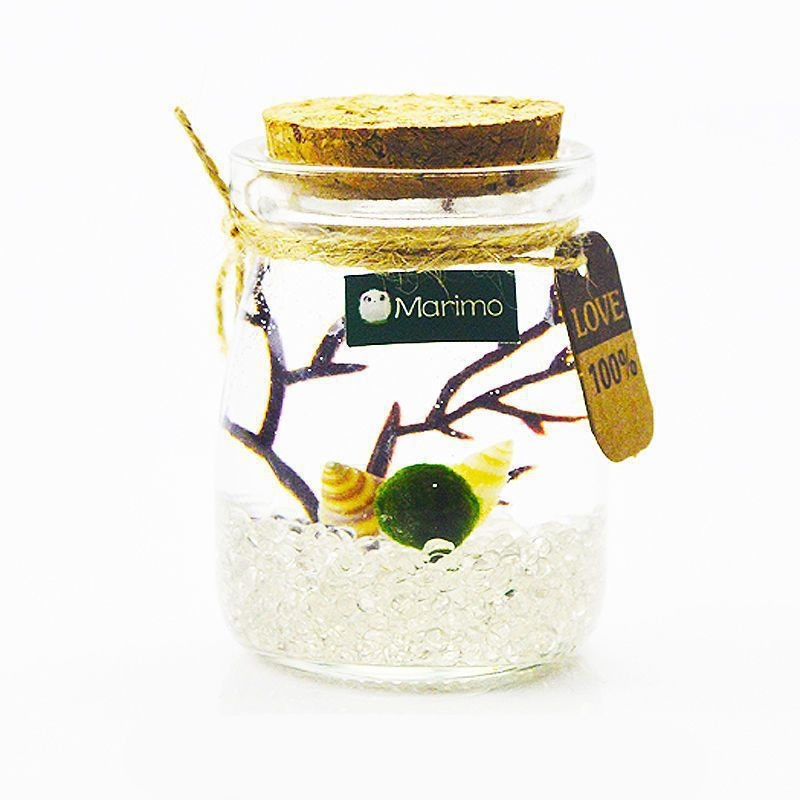 Хидропонен микро ландшафт в екологична бутилка с водораслова топка — магнитен материал, модерен минималистичен стил, възможност за печат на лого, подарък готов