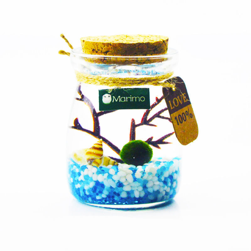 Хидропонен микро ландшафт в екологична бутилка с водораслова топка — магнитен материал, модерен минималистичен стил, възможност за печат на лого, подарък готов