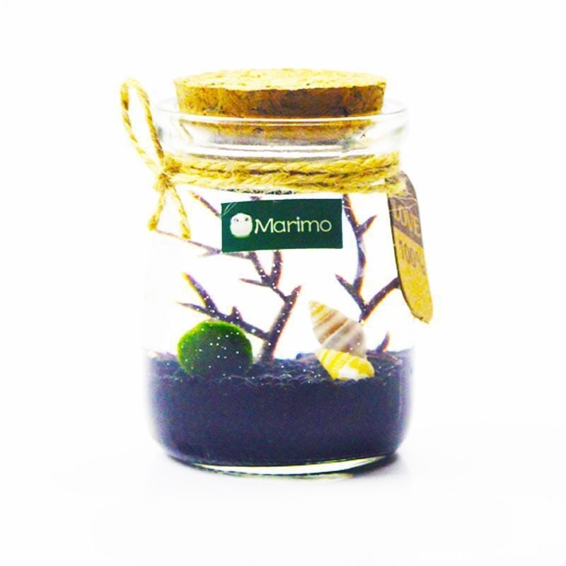 Хидропонен микро ландшафт в екологична бутилка с водораслова топка — магнитен материал, модерен минималистичен стил, възможност за печат на лого, подарък готов