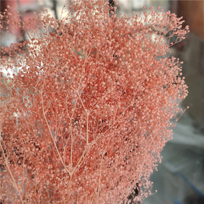 Žāvēta gipsofila zvaigžņu dārzs — Materiāls: Mūžīgie ziedi; Zīmols: Hua Wanjia; Process: Citi; Veids: Cits