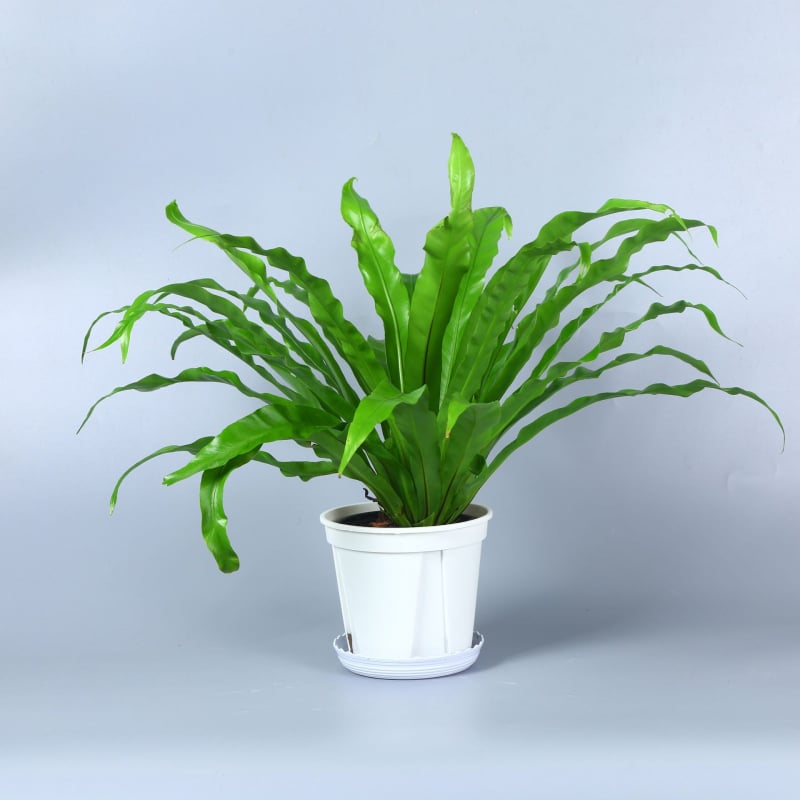 Wing Green kružna plastična posuda za cvijeće s debelim stijenkama, bijelo-zelena, dizajn kontrole korijena, promjer 14-36 cm