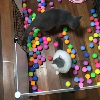 Galda tenisa bumbas – PP materiāls, Ting Bo zīmols, iepakots komplekts loterijām un izklaidei