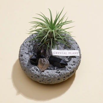 Krištolinio ananaso terariumas su oro augalu, šiuolaikiškas minimalistinis geometrinis dekoras