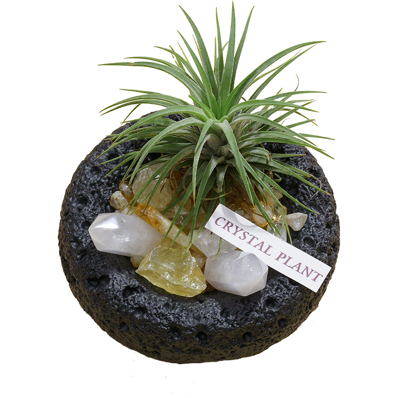 Krištolinio ananaso terariumas su oro augalu, šiuolaikiškas minimalistinis geometrinis dekoras