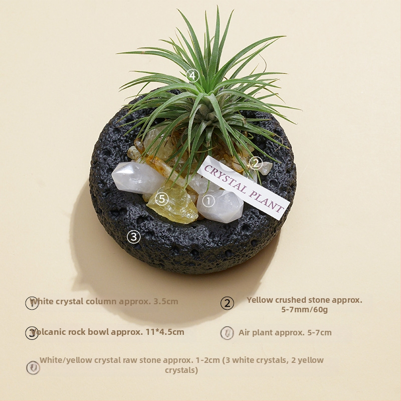 Krištolinio ananaso terariumas su oro augalu, šiuolaikiškas minimalistinis geometrinis dekoras