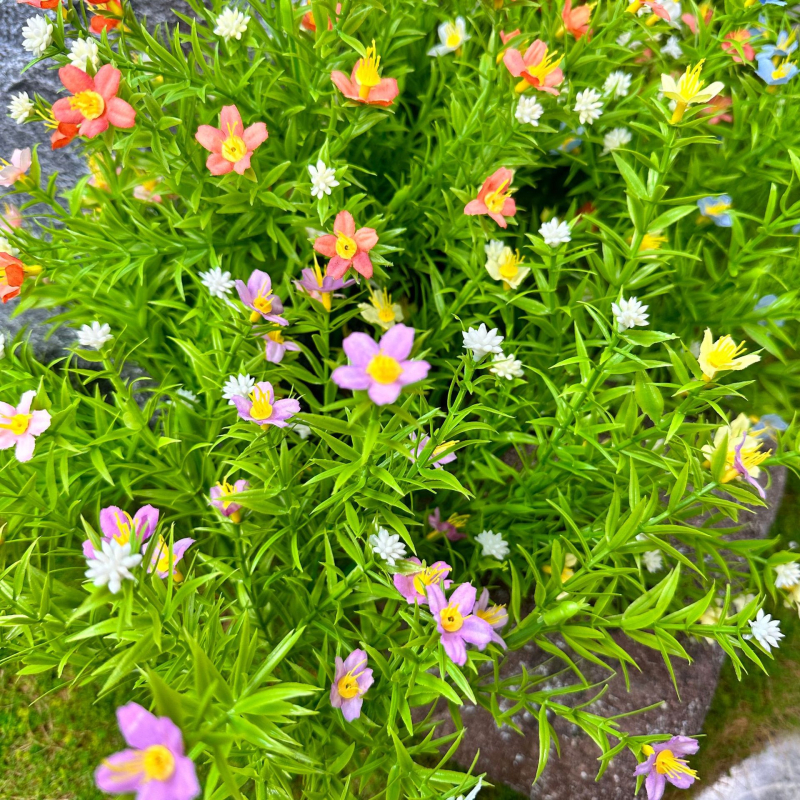 Dream castle Гипсофила изкуствено цвете — единичен стебел, пластмасово, инжекционно формоване, домашна декорация