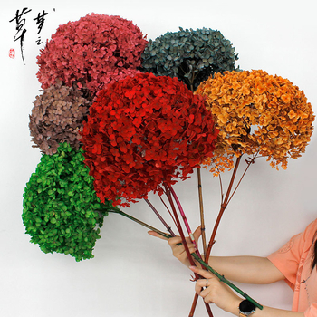 Säilinud Anna hortensia lilled, A-klassi, ühe varrega, DIY elutoa dekoreerimiseks, Dream Grass