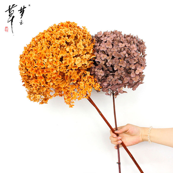 Säilinud Anna hortensia lilled, A-klassi, ühe varrega, DIY elutoa dekoreerimiseks, Dream Grass