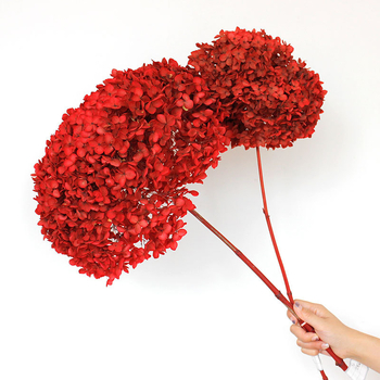Säilinud Anna hortensia lilled, A-klassi, ühe varrega, DIY elutoa dekoreerimiseks, Dream Grass