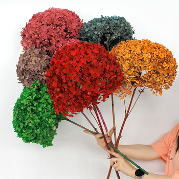 Säilinud Anna hortensia lilled, A-klassi, ühe varrega, DIY elutoa dekoreerimiseks, Dream Grass