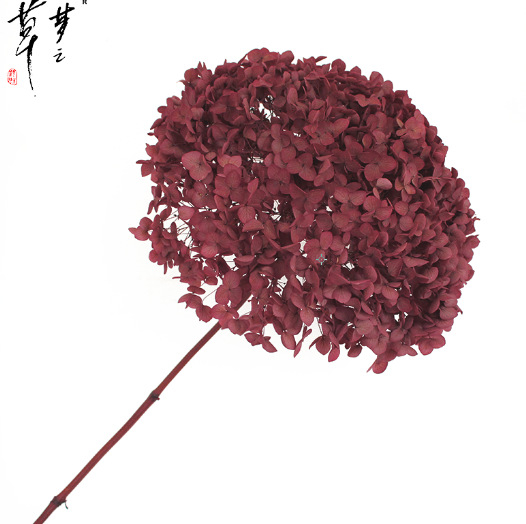 Säilinud Anna hortensia lilled, A-klassi, ühe varrega, DIY elutoa dekoreerimiseks, Dream Grass