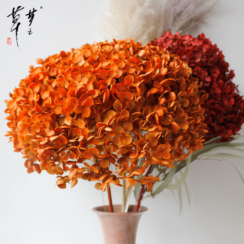 Säilinud Anna hortensia lilled, A-klassi, ühe varrega, DIY elutoa dekoreerimiseks, Dream Grass