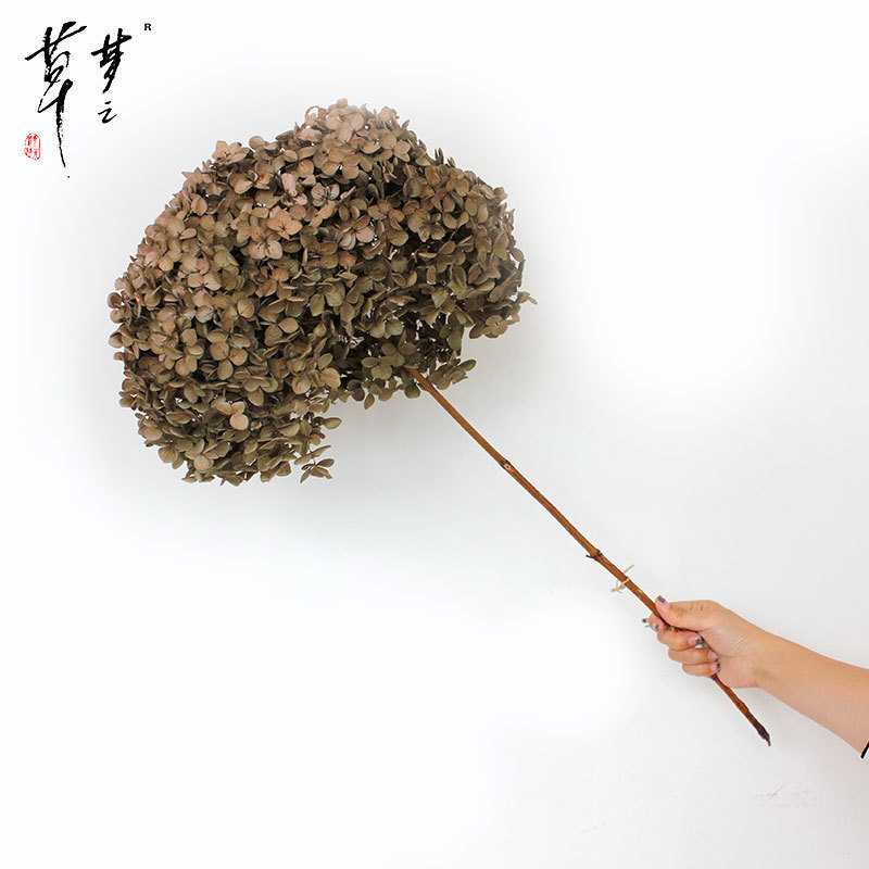 Säilinud Anna hortensia lilled, A-klassi, ühe varrega, DIY elutoa dekoreerimiseks, Dream Grass