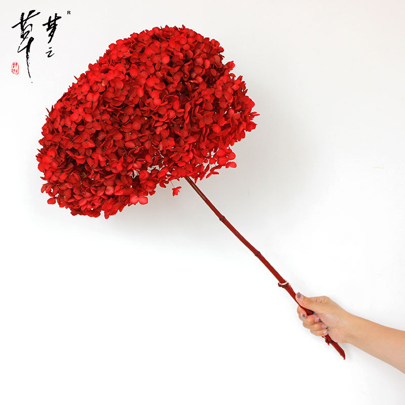 Säilinud Anna hortensia lilled, A-klassi, ühe varrega, DIY elutoa dekoreerimiseks, Dream Grass