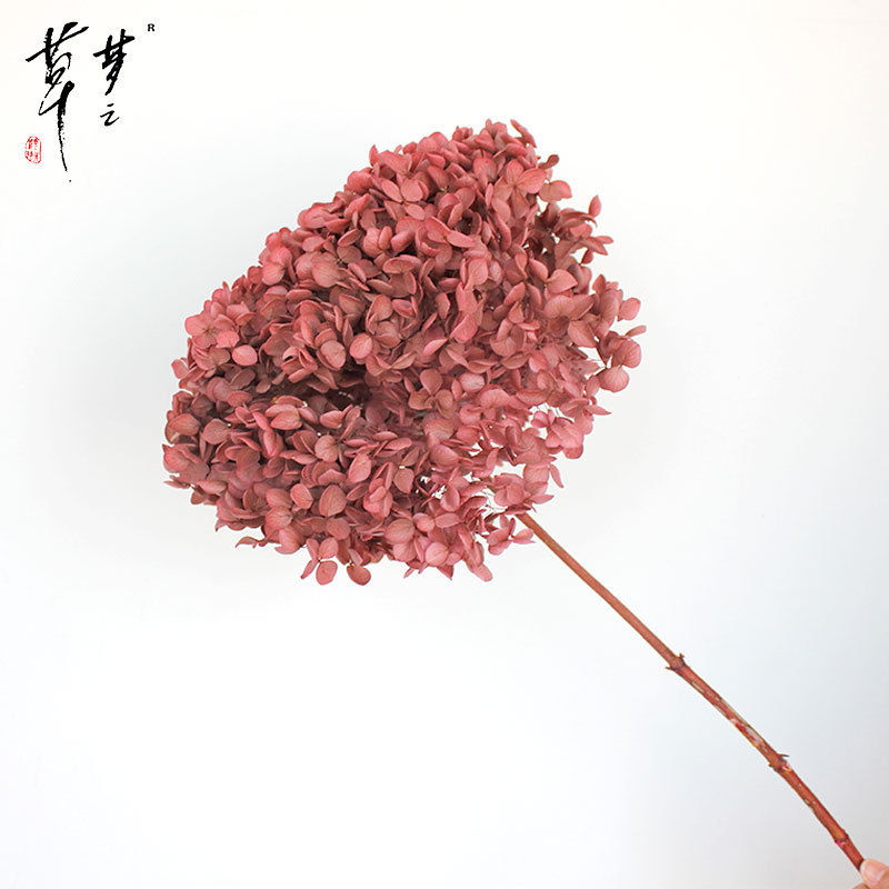 Säilinud Anna hortensia lilled, A-klassi, ühe varrega, DIY elutoa dekoreerimiseks, Dream Grass