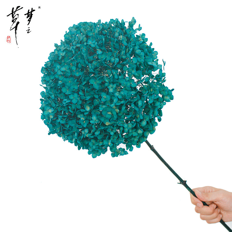 Säilinud Anna hortensia lilled, A-klassi, ühe varrega, DIY elutoa dekoreerimiseks, Dream Grass