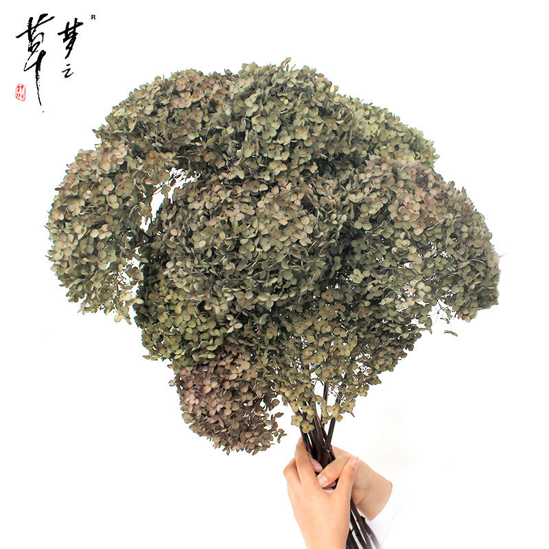 Säilinud Anna hortensia lilled, A-klassi, ühe varrega, DIY elutoa dekoreerimiseks, Dream Grass